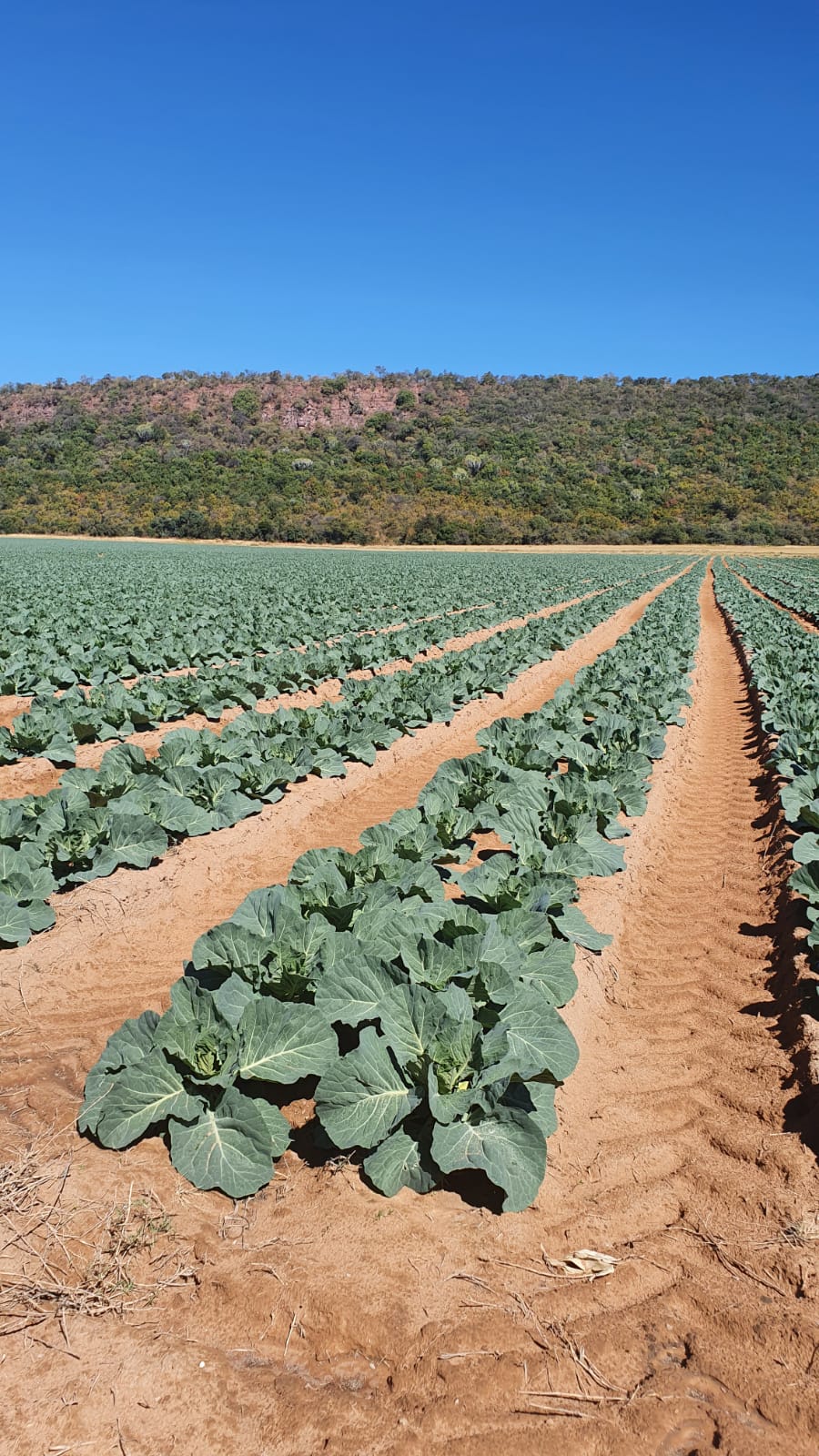 0 Bedroom Property for Sale in Alma Limpopo