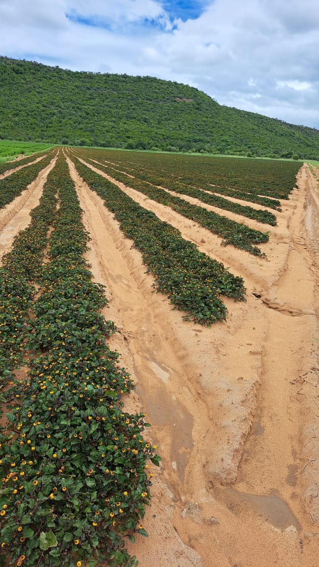 0 Bedroom Property for Sale in Alma Limpopo