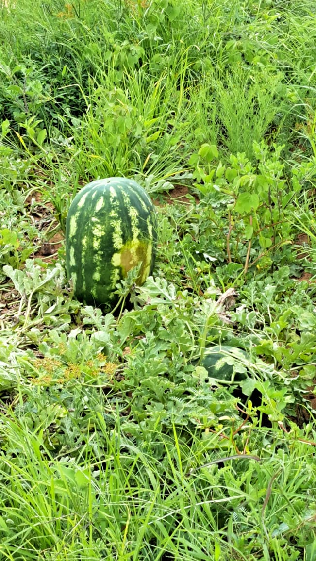 0 Bedroom Property for Sale in Alma Limpopo