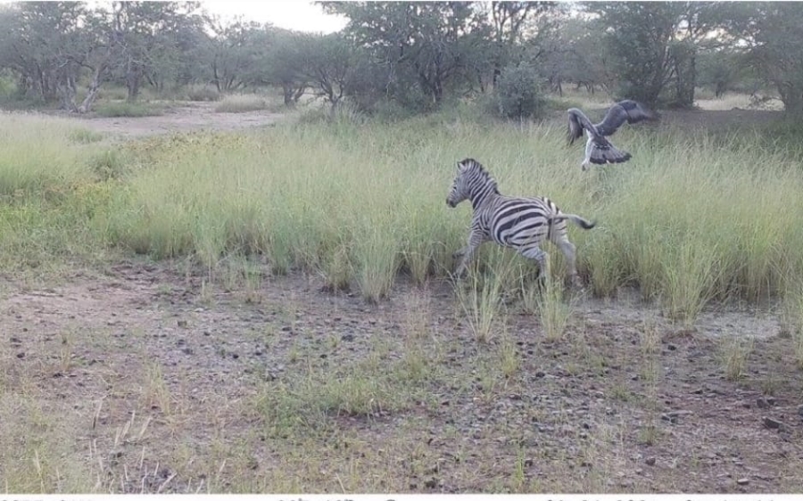 4 Bedroom Property for Sale in Lephalale Limpopo