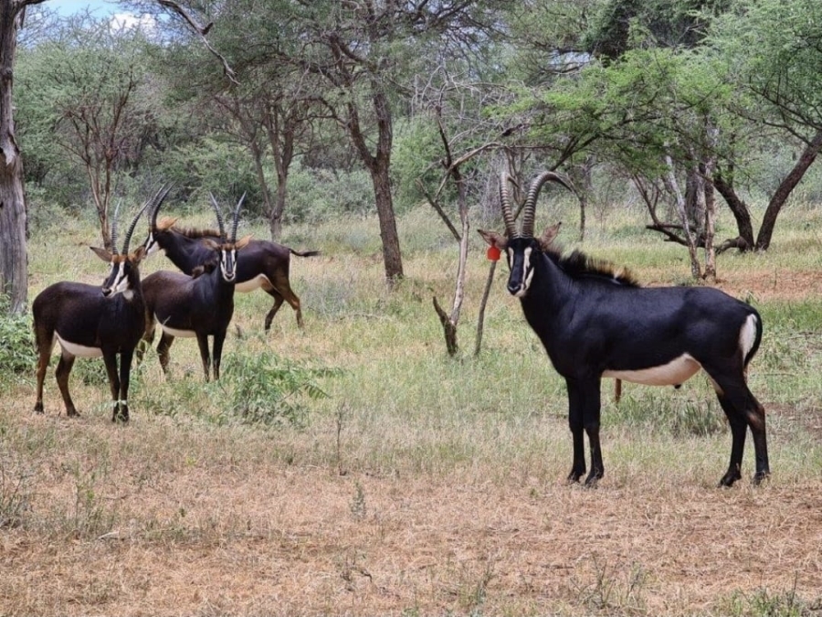 4 Bedroom Property for Sale in Lephalale Limpopo