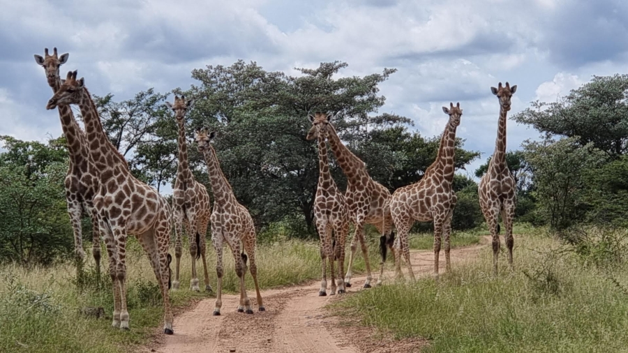 5 Bedroom Property for Sale in Vaalwater Limpopo