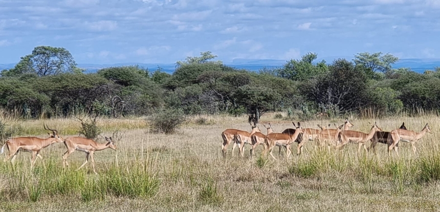 5 Bedroom Property for Sale in Vaalwater Limpopo