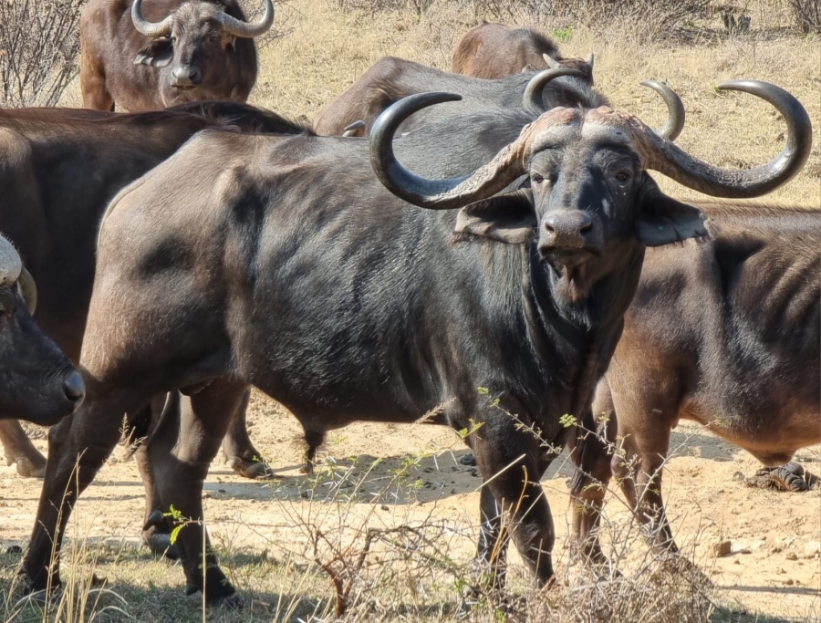 5 Bedroom Property for Sale in Vaalwater Limpopo