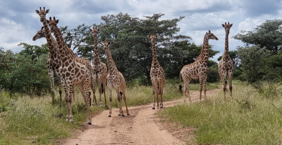 5 Bedroom Property for Sale in Vaalwater Limpopo