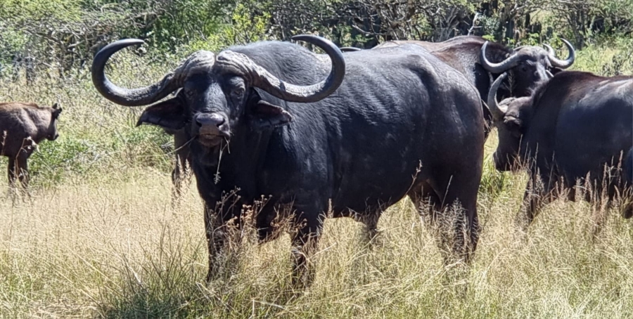 5 Bedroom Property for Sale in Vaalwater Limpopo