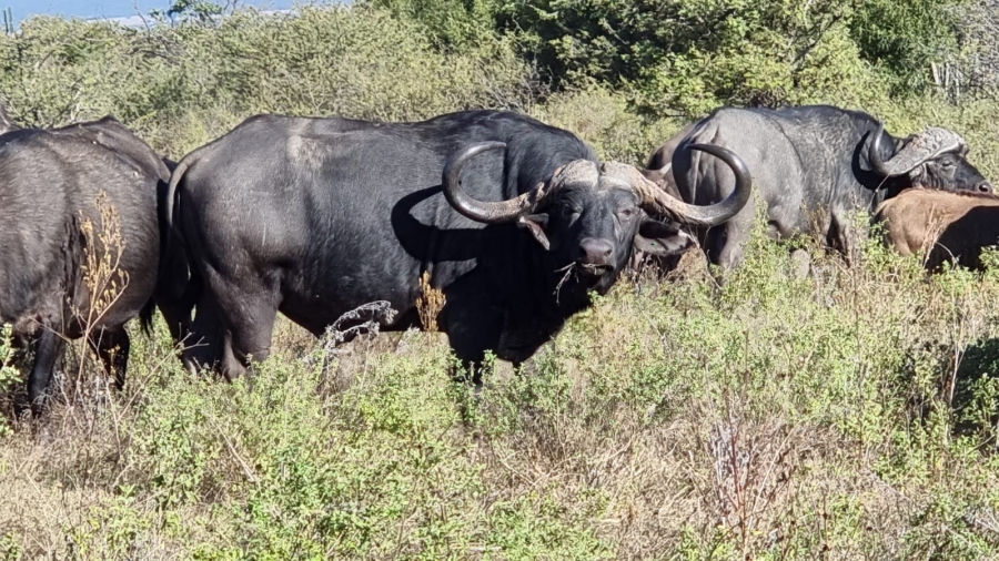 5 Bedroom Property for Sale in Vaalwater Limpopo