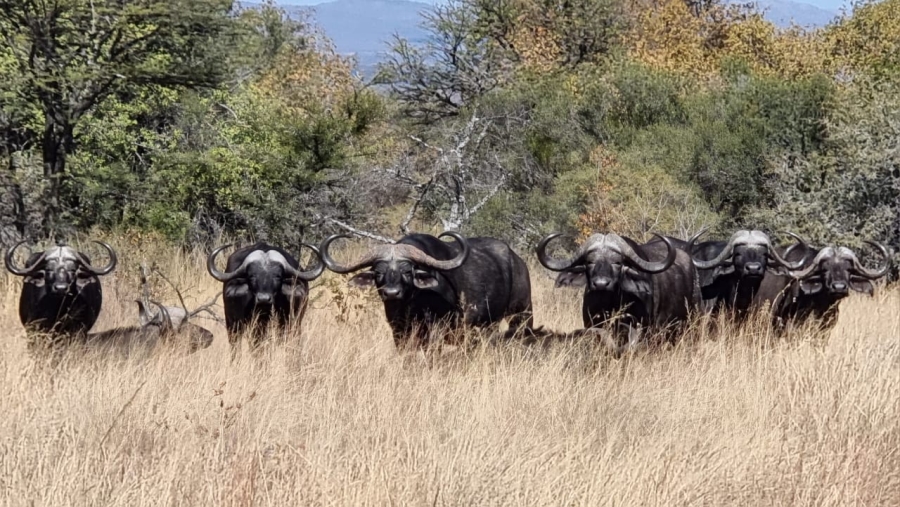 5 Bedroom Property for Sale in Vaalwater Limpopo