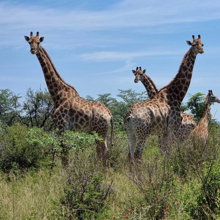 5 Bedroom Property for Sale in Vaalwater Limpopo