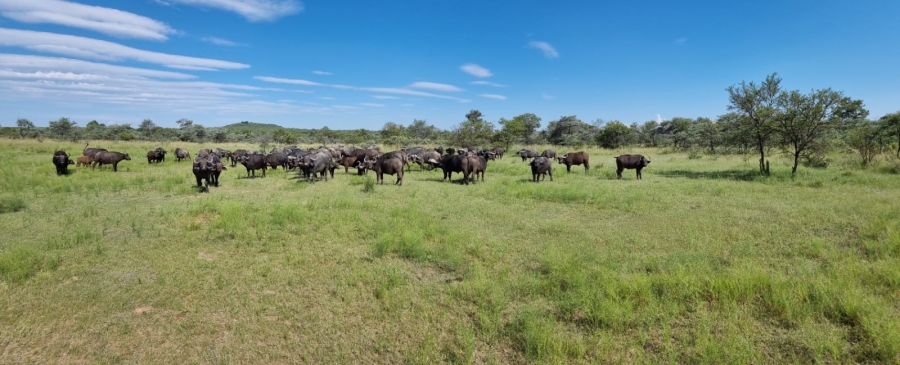 5 Bedroom Property for Sale in Vaalwater Limpopo