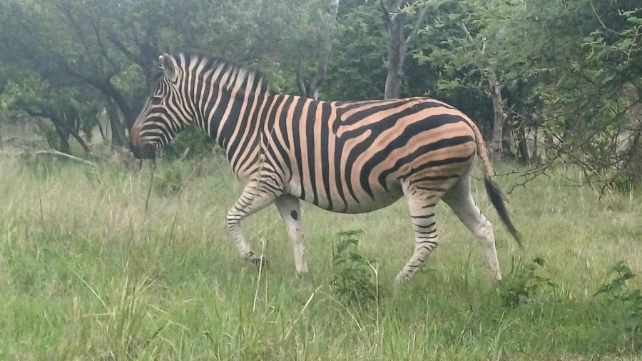 3 Bedroom Property for Sale in Koro Creek Golf Estate Limpopo