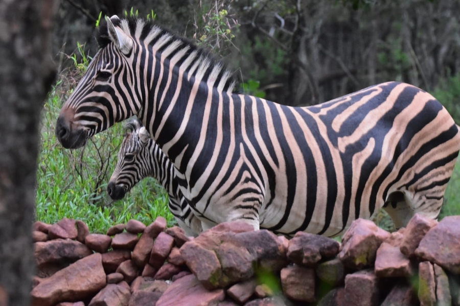 3 Bedroom Property for Sale in Koro Creek Golf Estate Limpopo