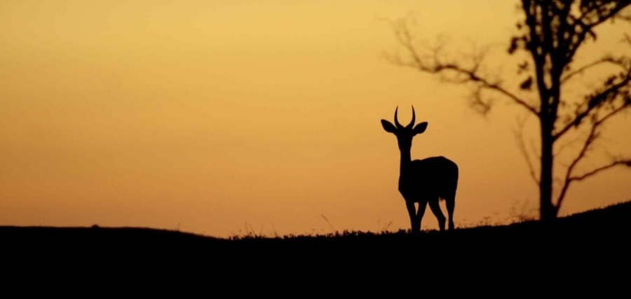 3 Bedroom Property for Sale in Koro Creek Golf Estate Limpopo