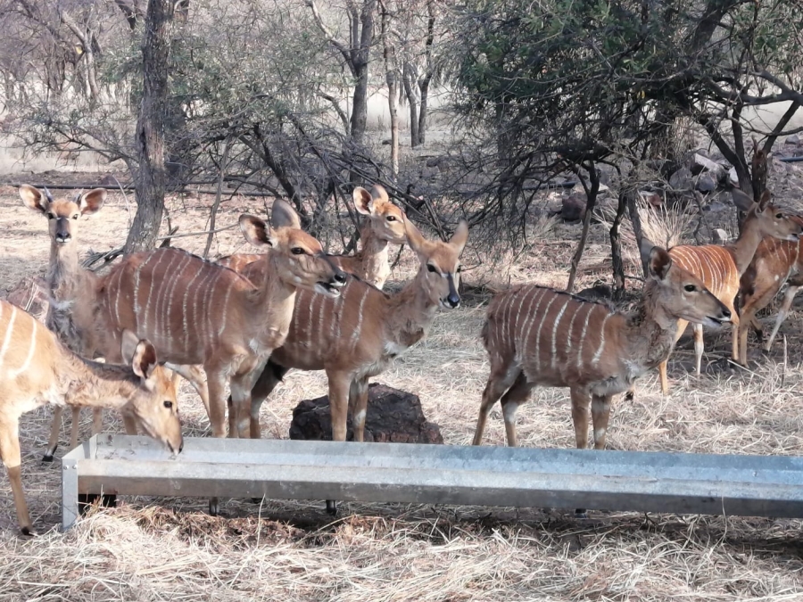 8 Bedroom Property for Sale in Bela Bela Limpopo