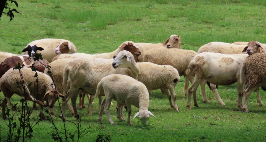 4 Bedroom Property for Sale in Vaalwater Limpopo