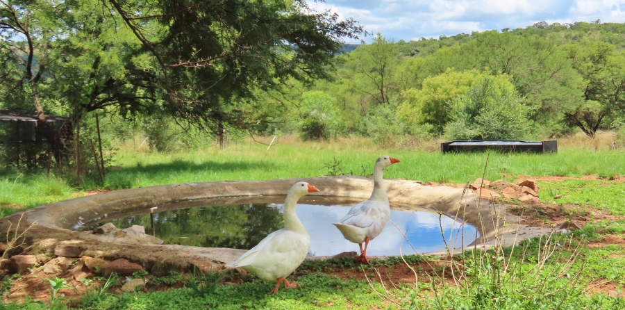 4 Bedroom Property for Sale in Vaalwater Limpopo