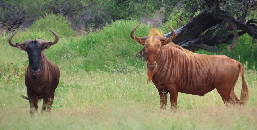 7 Bedroom Property for Sale in Thabazimbi Rural Limpopo