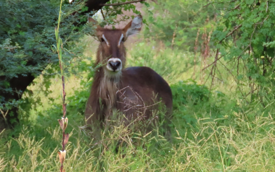 7 Bedroom Property for Sale in Thabazimbi Rural Limpopo