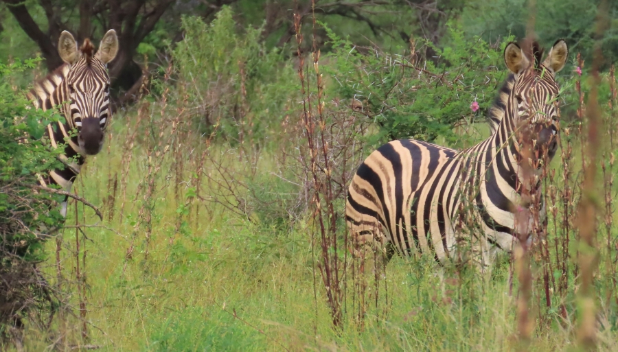 7 Bedroom Property for Sale in Thabazimbi Rural Limpopo