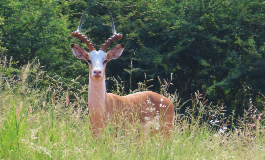 7 Bedroom Property for Sale in Thabazimbi Rural Limpopo