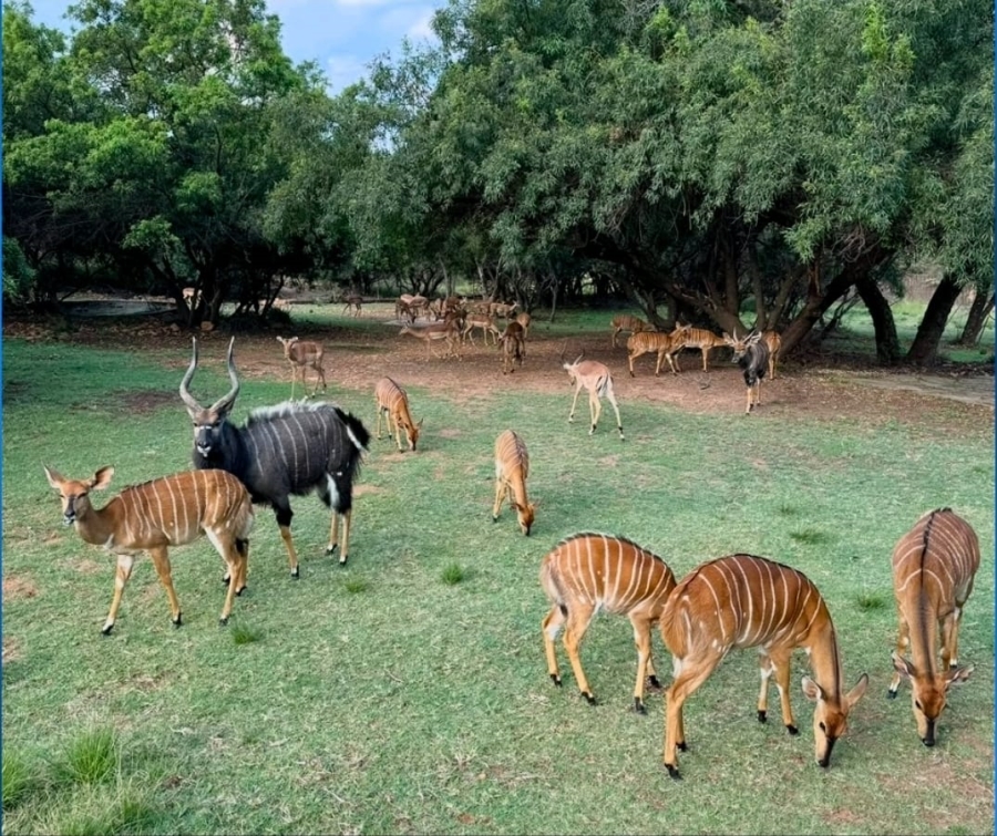 5 Bedroom Property for Sale in Bela Bela Limpopo