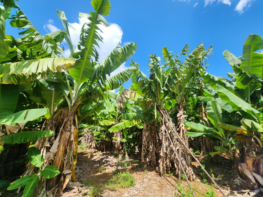 4 Bedroom Property for Sale in Tzaneen Rural Limpopo