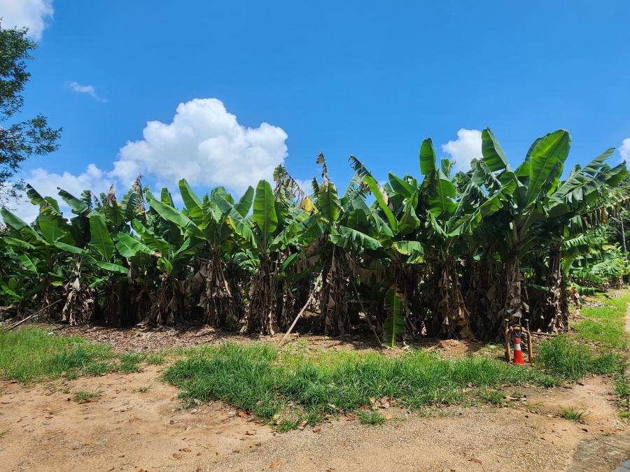 4 Bedroom Property for Sale in Tzaneen Rural Limpopo