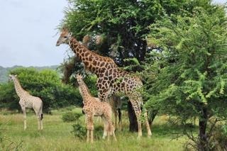 0 Bedroom Property for Sale in Intaba Indle Wilderness Estate Limpopo