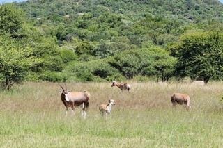 0 Bedroom Property for Sale in Intaba Indle Wilderness Estate Limpopo