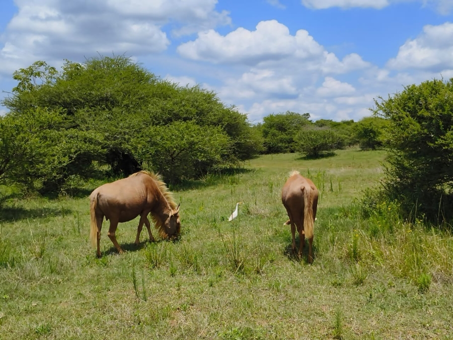 0 Bedroom Property for Sale in Intaba Indle Wilderness Estate Limpopo
