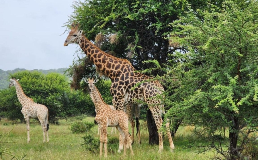 0 Bedroom Property for Sale in Intaba Indle Wilderness Estate Limpopo