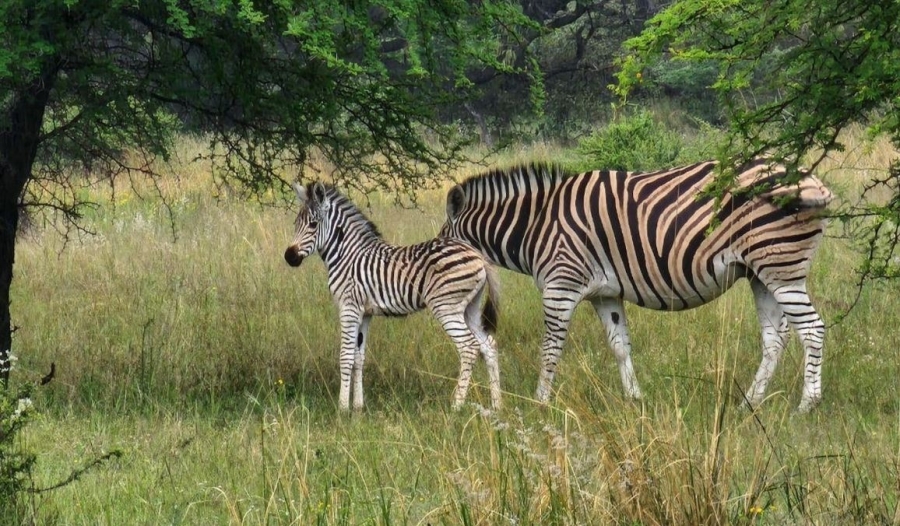 0 Bedroom Property for Sale in Intaba Indle Wilderness Estate Limpopo