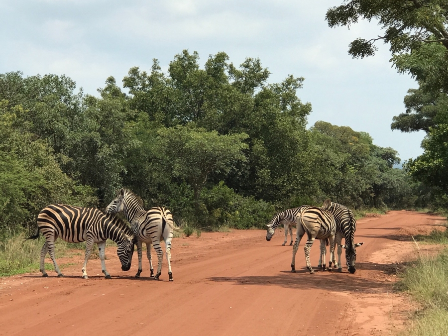 0 Bedroom Property for Sale in Verloren Estate Limpopo