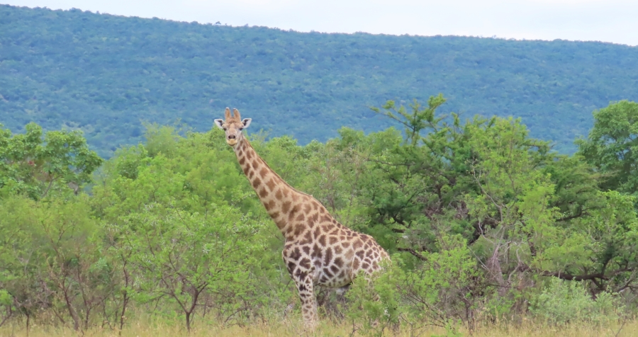 6 Bedroom Property for Sale in Vaalwater Limpopo