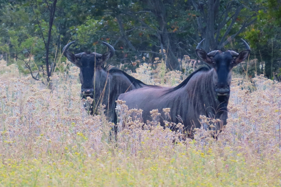 6 Bedroom Property for Sale in Vaalwater Limpopo