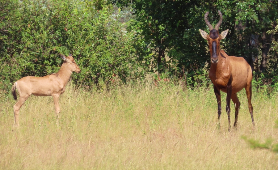 6 Bedroom Property for Sale in Vaalwater Limpopo