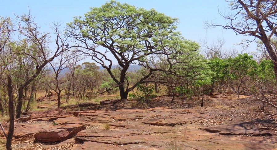 10 Bedroom Property for Sale in Lephalale Limpopo