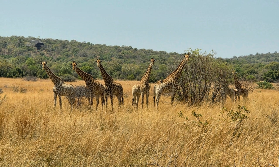 4 Bedroom Property for Sale in Bela Bela Limpopo