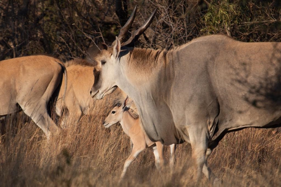 4 Bedroom Property for Sale in Bela Bela Limpopo