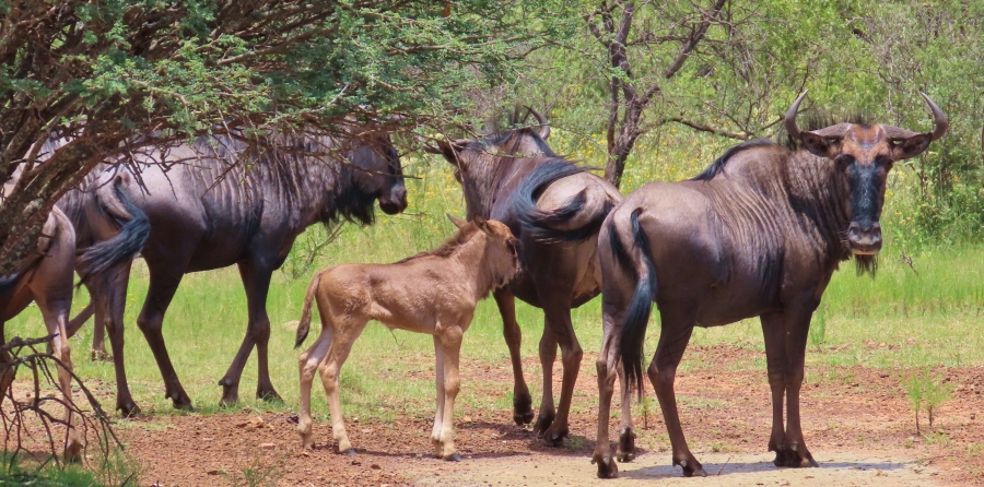 15 Bedroom Property for Sale in Vaalwater Limpopo