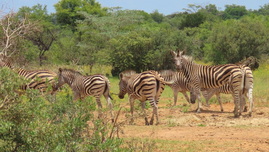 15 Bedroom Property for Sale in Vaalwater Limpopo