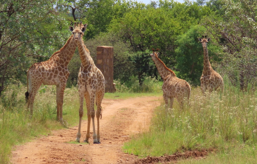 15 Bedroom Property for Sale in Vaalwater Limpopo