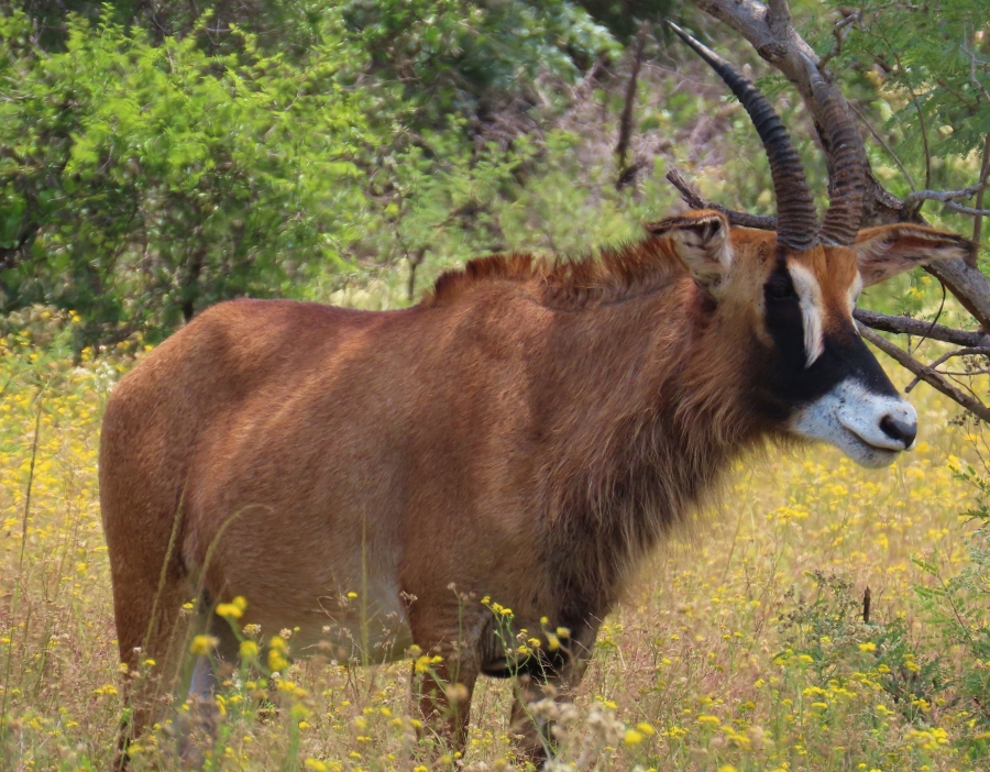 15 Bedroom Property for Sale in Vaalwater Limpopo