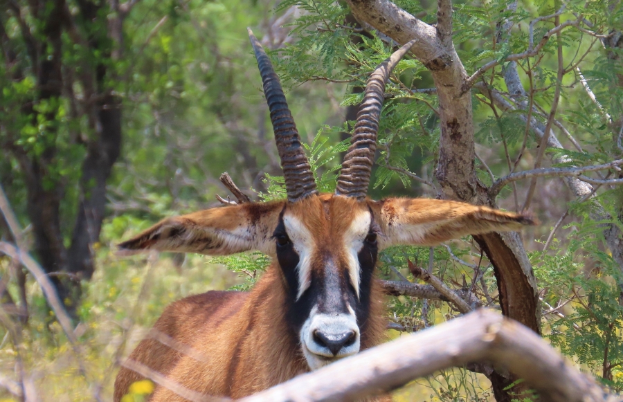 15 Bedroom Property for Sale in Vaalwater Limpopo