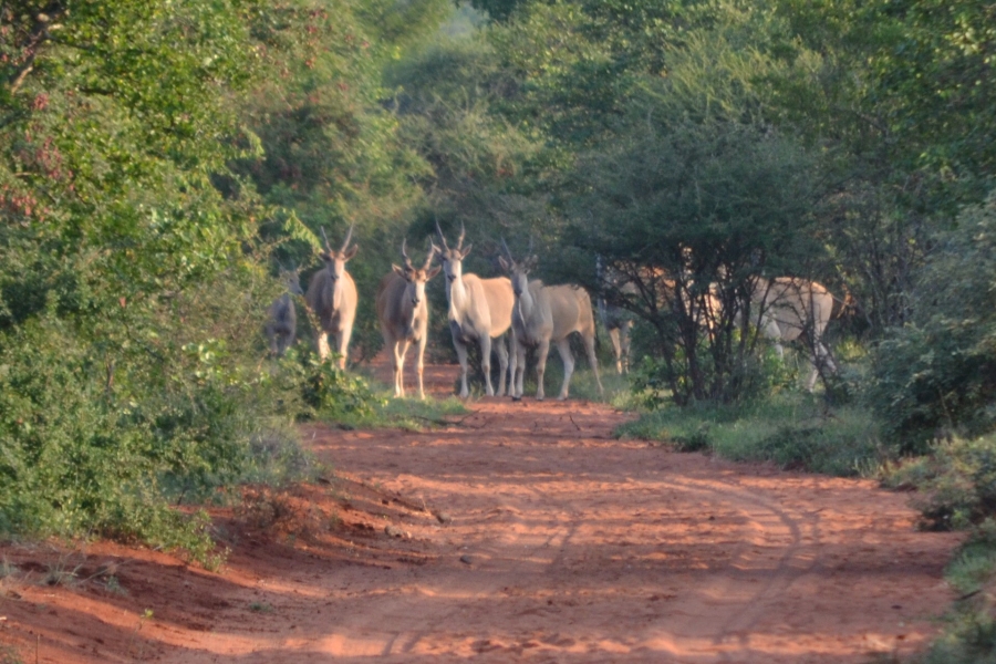 Commercial Property for Sale in Alldays Limpopo