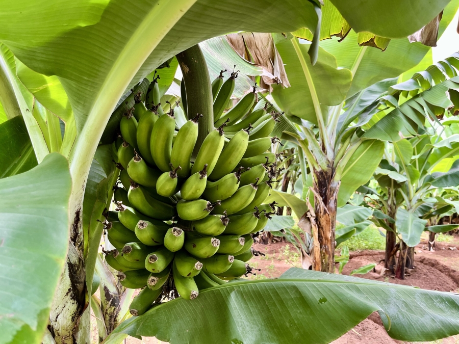 23 Bedroom Property for Sale in Bela Bela Limpopo