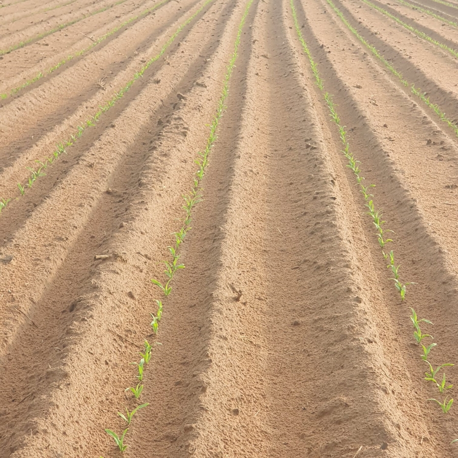 0 Bedroom Property for Sale in Alma Limpopo