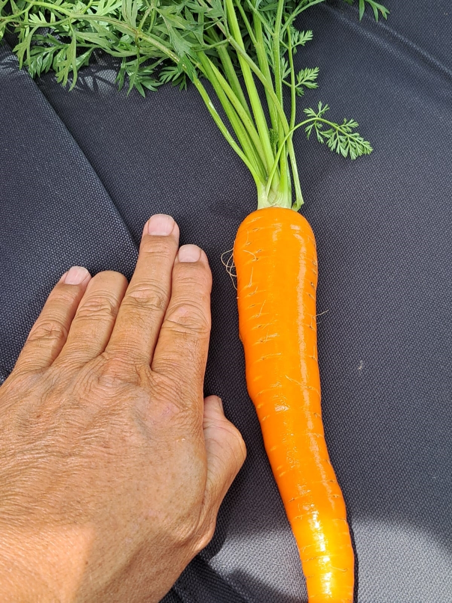 0 Bedroom Property for Sale in Alma Limpopo