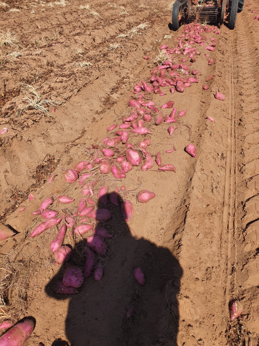 0 Bedroom Property for Sale in Alma Limpopo