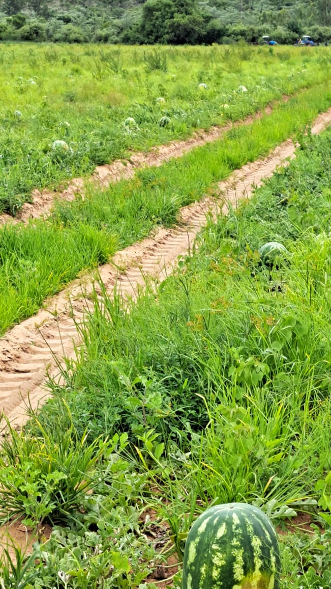 0 Bedroom Property for Sale in Alma Limpopo